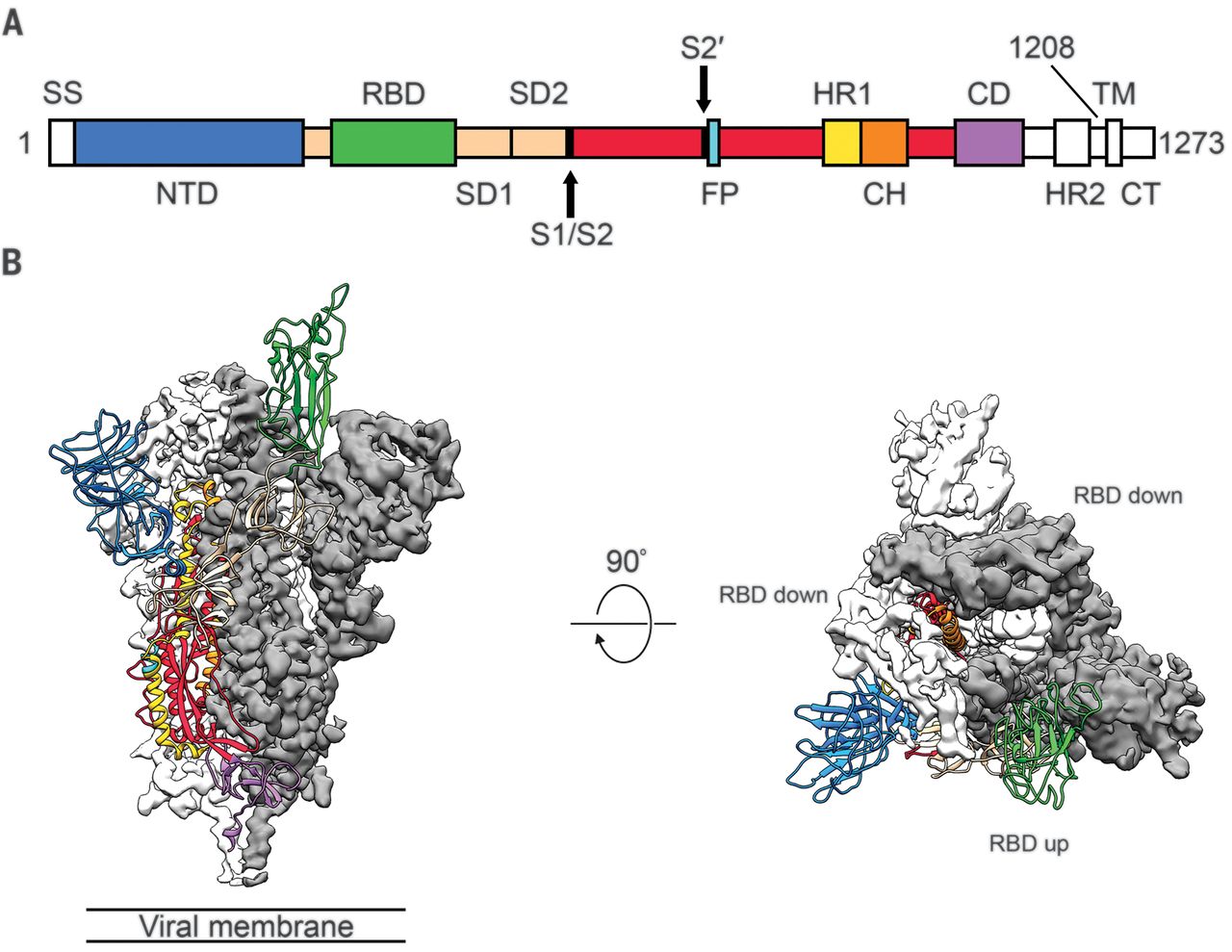 <p>Cryo-EM structure of the 2019-nCoV spike in the prefusion conformation</p>